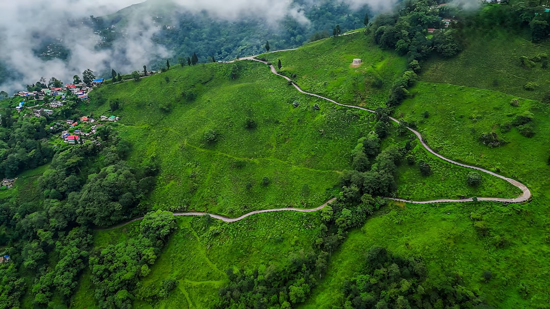Aerial View of Bloomfield Tea Garden, Darjeeling, North Bengal, India